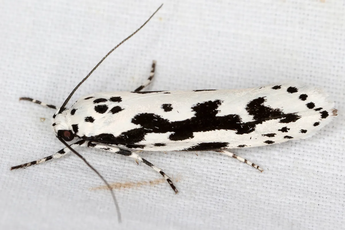 Ethmia pusiella - photo 3