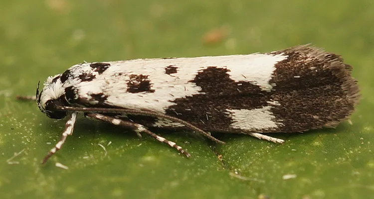 Ethmia quadrillella - photo 2