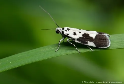 Ethmia quadrillella - photo 4