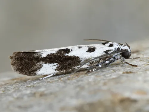 Ethmia quadrillella - photo 5