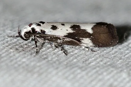 Ethmia quadrillella - photo 6