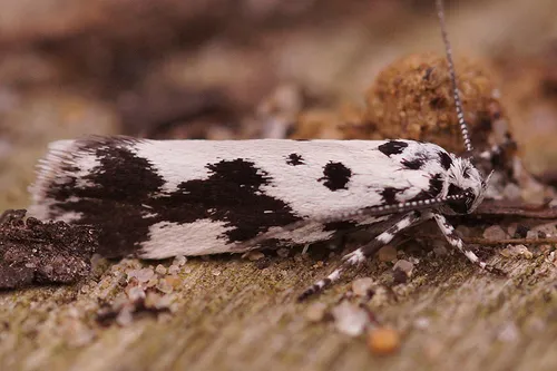 Ethmia quadrillella - photo 7