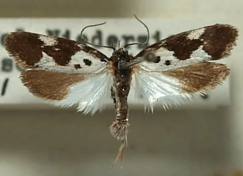 Ethmia quadrillella - photo 8