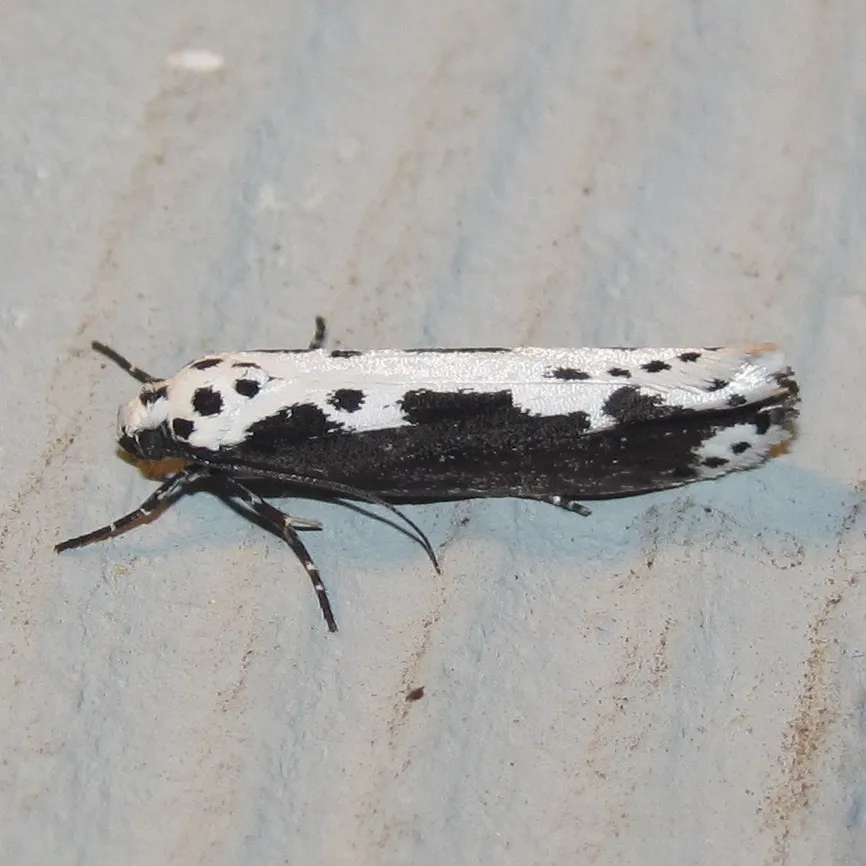 Mourning Ethmia - photo 2