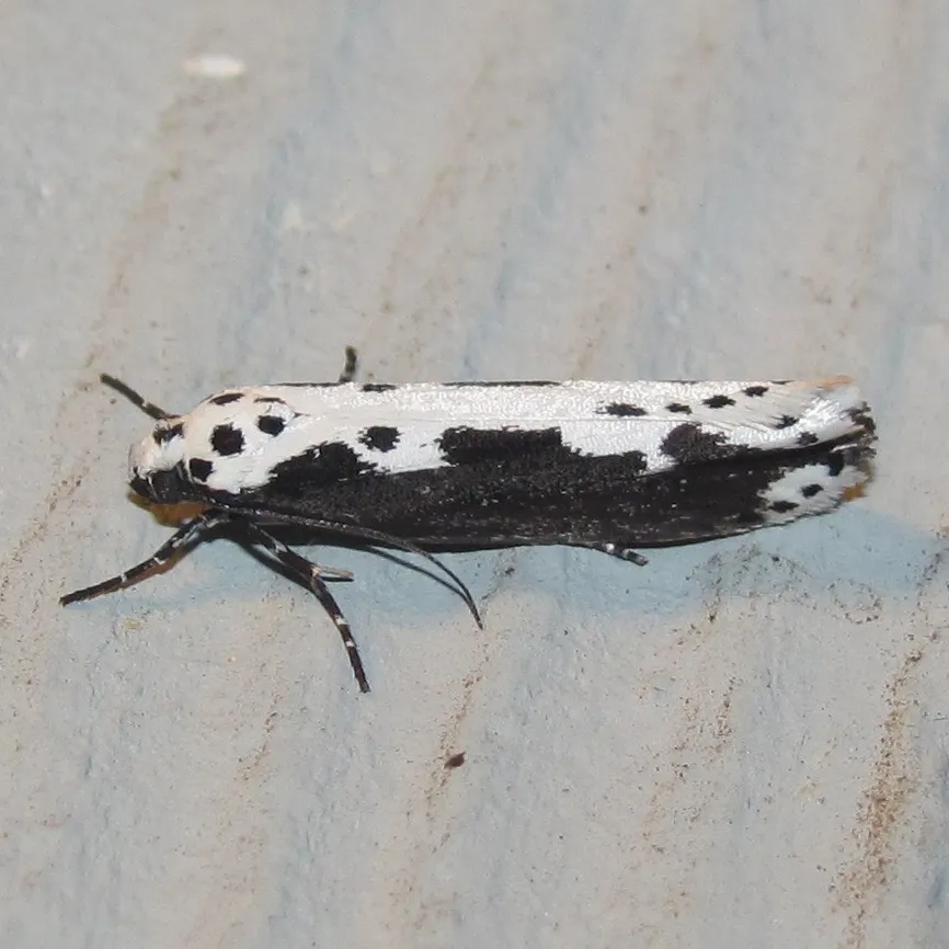 Mourning Ethmia - photo 3