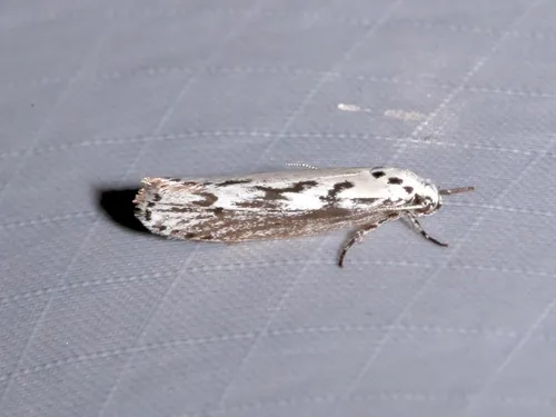Ethmia semitenebrella - Hodges#0981
