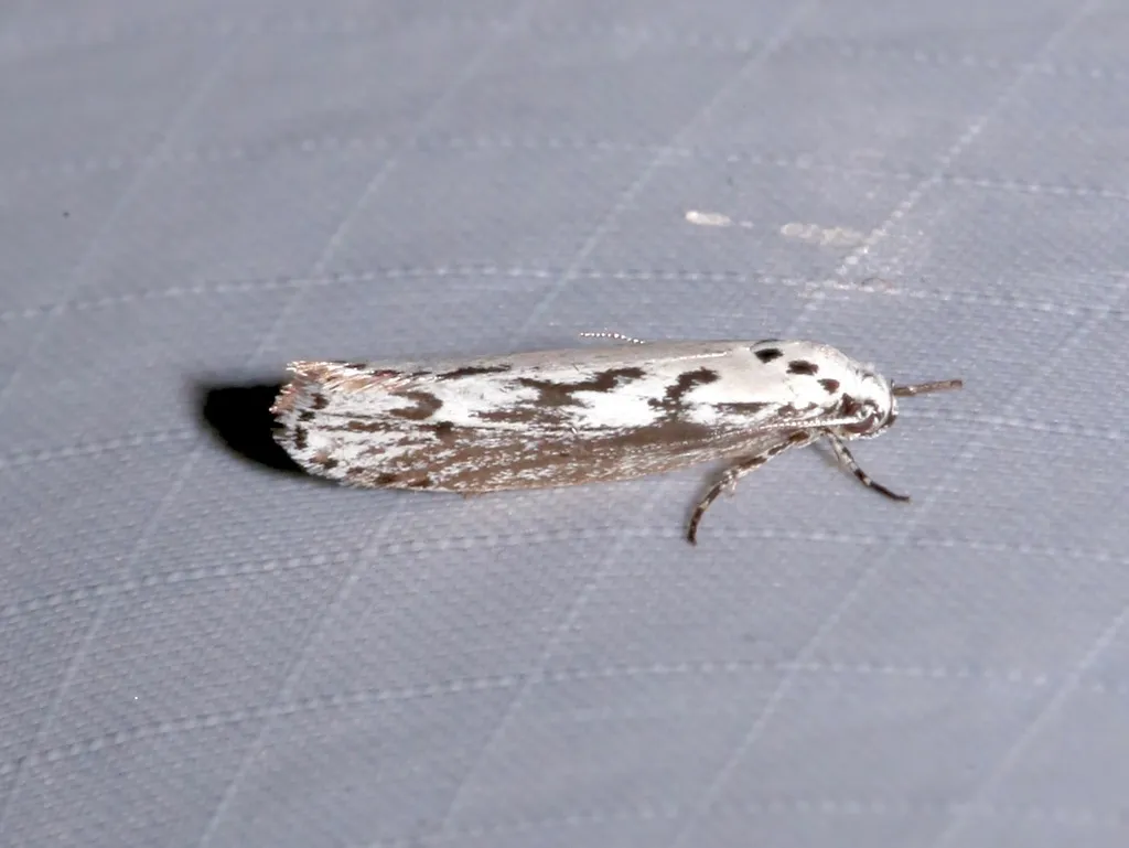 Ethmia semitenebrella - Hodges#0981 - photo 2