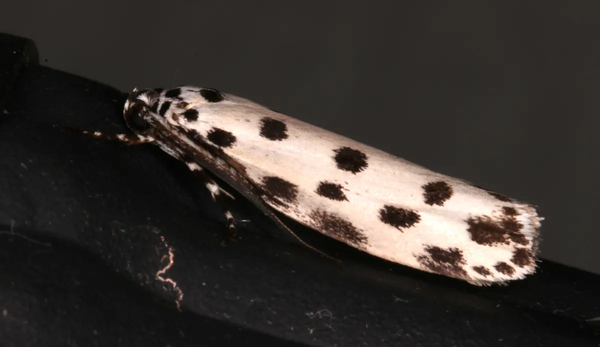 Ethmia sphaerosticha - photo 3
