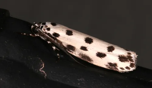 Ethmia sphaerosticha - photo 4