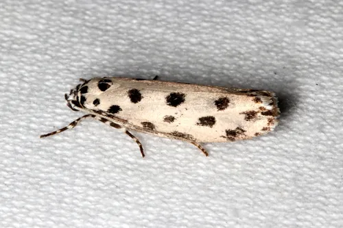 Ethmia sphaerosticha - photo 5