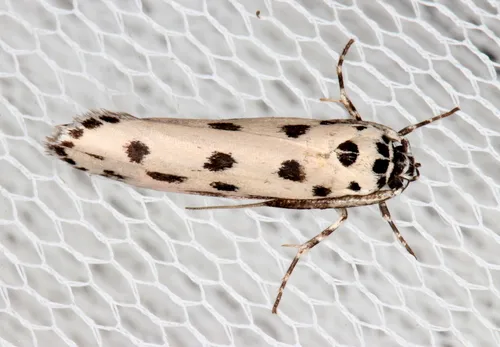Ethmia sphaerosticha - photo 6