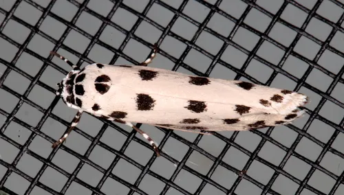 Ethmia sphaerosticha - photo 7