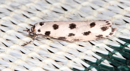 Ethmia sphaerosticha - photo 8
