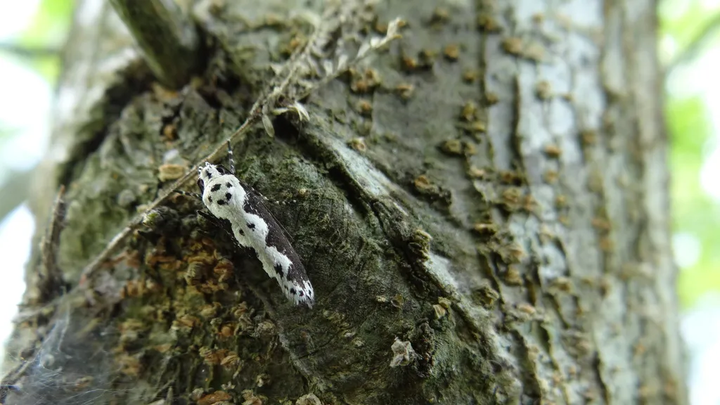 Ethmia sphenisca - Hodges#1006 - photo 2