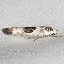 Ethmia submissa - Hodges#0994.2 - Ethmia submissa