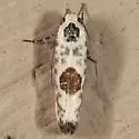 Ethmia submissa - Hodges#0994.2 - photo 4