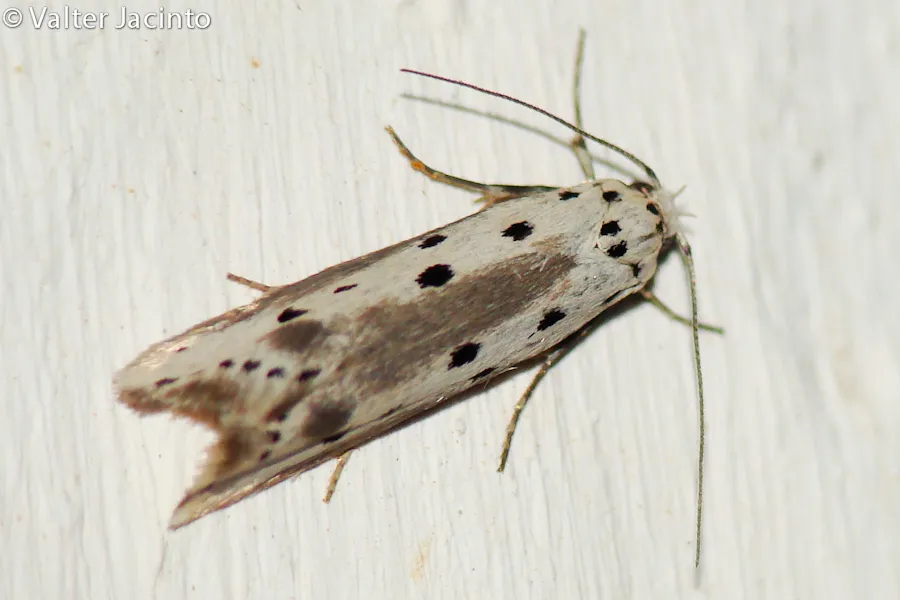 Ethmia terminella - photo 2