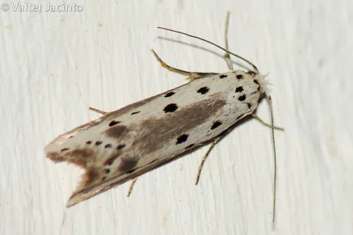 Ethmia terminella - photo 4