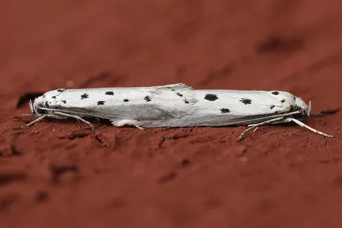 Ethmia terminella - photo 5