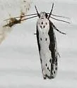 Ethmia trifurcella - Hodges#1003 - Ethmia trifurcella