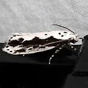Ethmia trifurcella - Hodges#1003 - photo 2