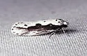Ethmia trifurcella - Hodges#1003 - photo 3