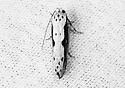 Ethmia trifurcella - Hodges#1003 - photo 4
