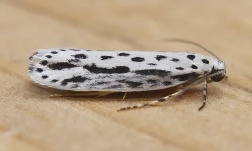 Zeller's Ethmia Moth