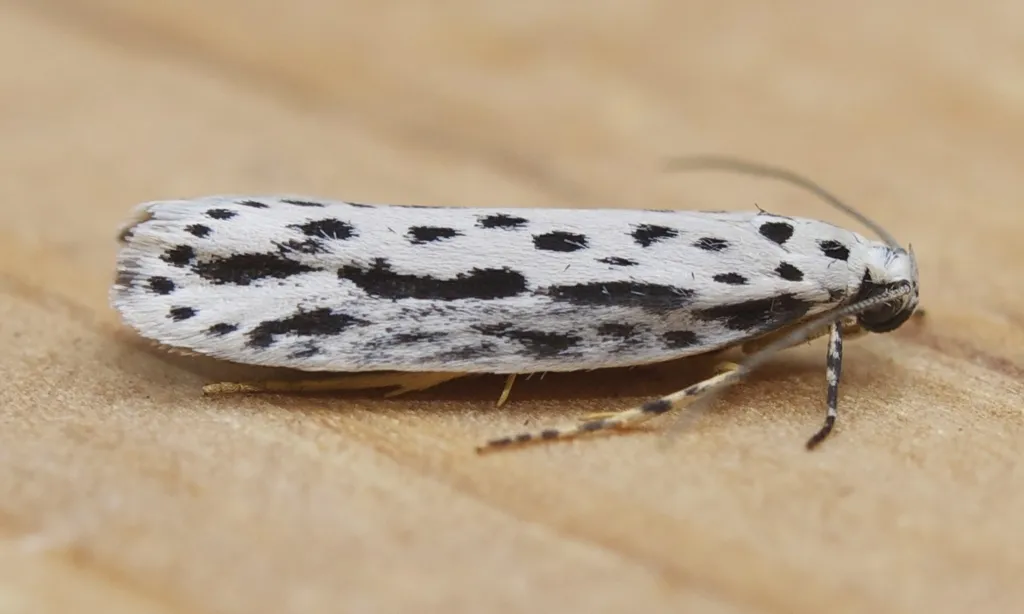 Zeller's Ethmia Moth - photo 2