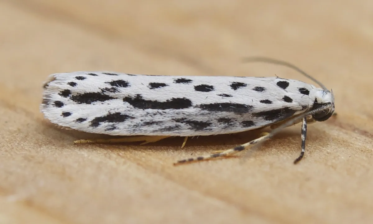 Zeller's Ethmia Moth - photo 3
