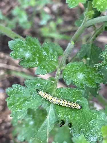 Zeller's Ethmia Moth - photo 6
