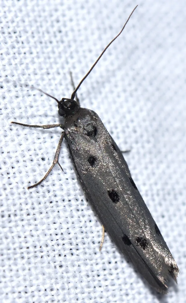 Ethmiidae - photo 2