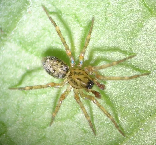Ethobuella tuonops