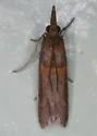 Gold-banded Etiella Moth - Hodges#5744