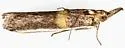 Gold-banded Etiella Moth - Hodges#5744 - photo 4
