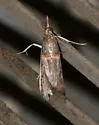 Gold-banded Etiella Moth - Hodges#5744 - photo 5