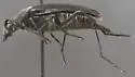 Etorofus anthracinus - photo 3
