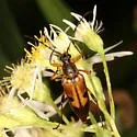 Etorofus deletus