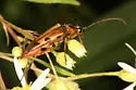 Etorofus deletus - photo 2