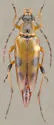 Etorofus deletus - photo 3
