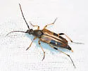 Etorofus obliteratus - photo 2