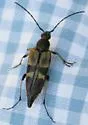 Etorofus obliteratus - photo 3
