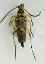 Etorofus obliteratus - photo 5