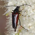 Etorofus plagiferus
