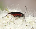Etorofus plagiferus - photo 2
