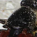 Etorofus plagiferus - photo 3