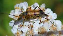 Etorofus propinquus - photo 4