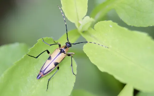 Etorofus subhamatus - Etorofus subhamatus