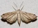 Euacidalia brownsvillea - Hodges#7090 - photo 4