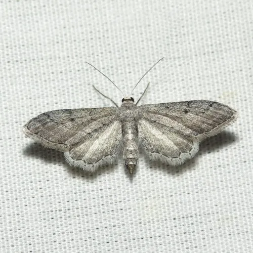 Euacidalia quakerata - Hodges#7089